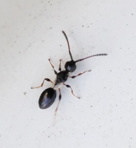 Aneuropria foersteri